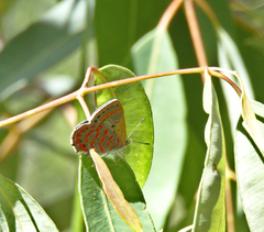 Hypochrysops ignitus
