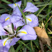 Iris unguicularis - Photo (c) Manuel M. V., osa oikeuksista pidätetään (CC BY-NC-ND)