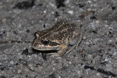 Limnodynastes dumerilii dumerilii