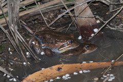Limnodynastes dumerilii dumerilii