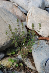 Satureja hortensis