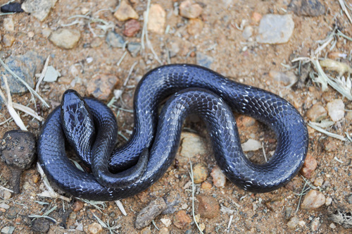 Boulenger's Garter Snake
