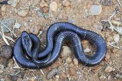 Elapsoidea boulengeri