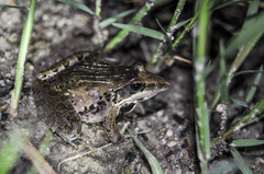 Ptychadena oxyrhynchus
