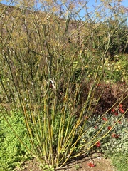 Foeniculum vulgare dulce