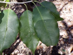 Ilex pedunculosa