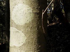 Ilex pedunculosa