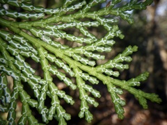 Chamaecyparis obtusa