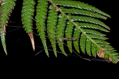 Paralimnophila