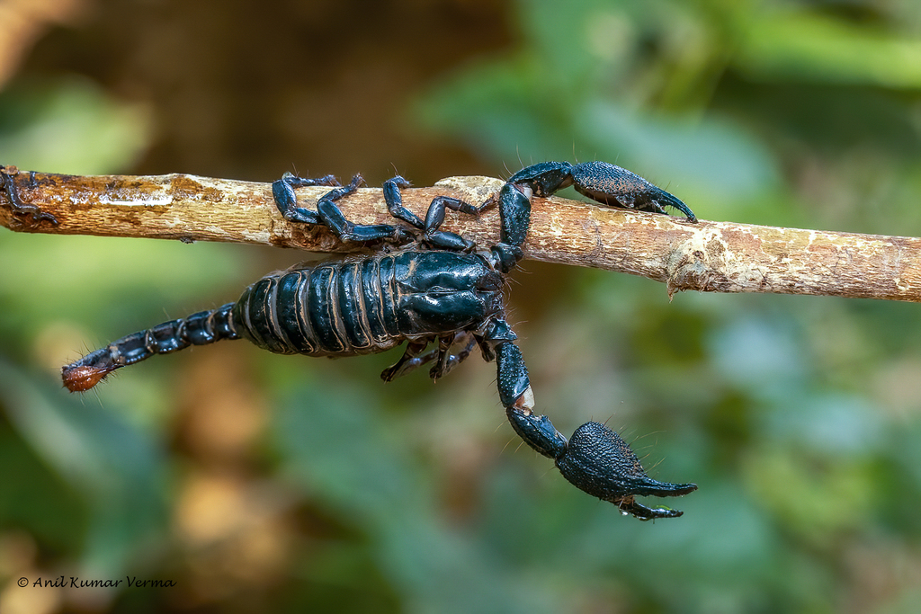 Deccanometrus Phipsoni From Yeoor Hills Thane West Thane Maharashtra