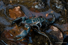 Deccanometrus phipsoni