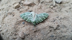 Protosteira spectabilis