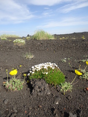 Pseudocherleria macrocarpa