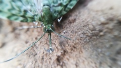 Protosteira spectabilis