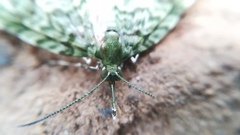 Protosteira spectabilis