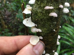 Campanella junghuhnii