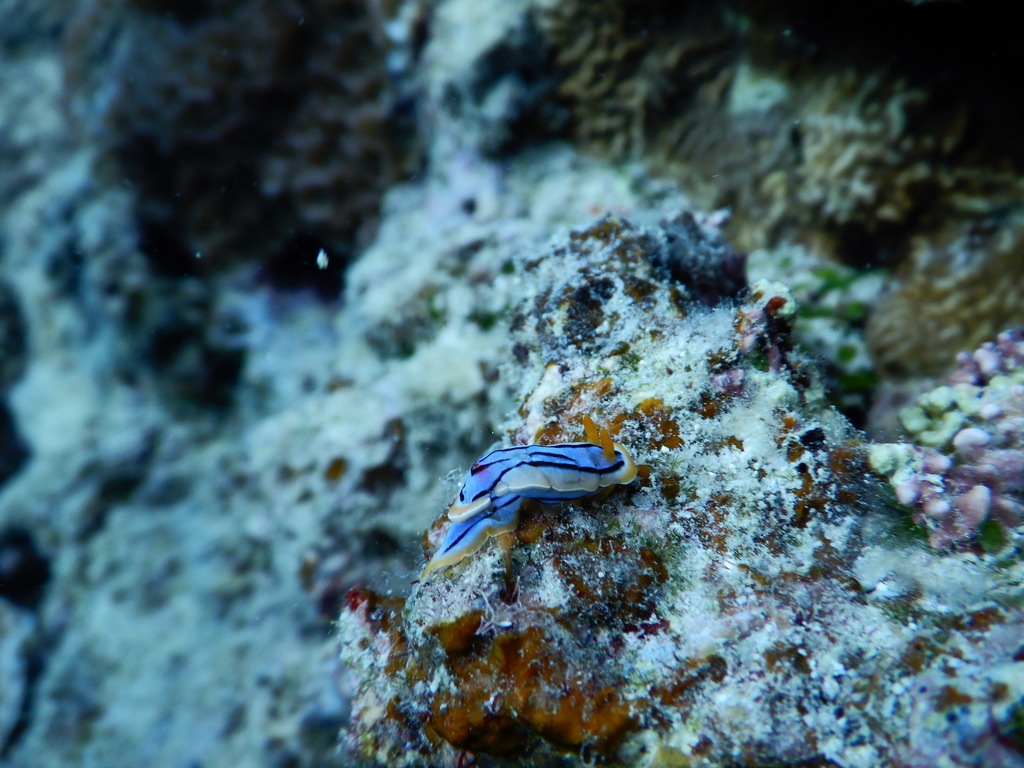 Elisabeth's Chromodoris