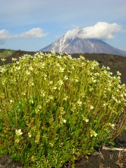 Saxifraga bronchialis funstonii
