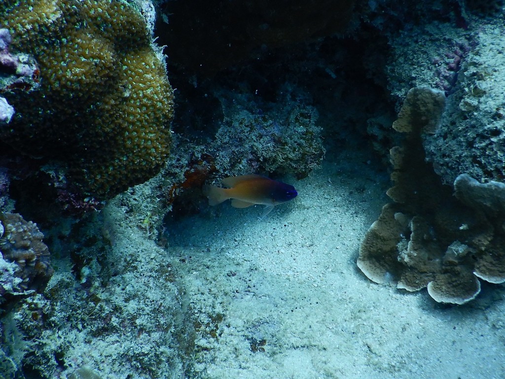 King Damselfish