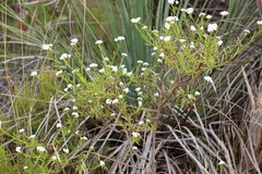 Ixodia achillaeoides