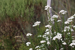 Ixodia achillaeoides