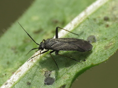 Orthocephalus saltator