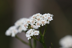 Ixodia achillaeoides