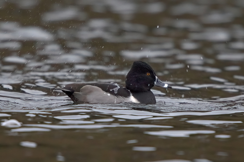 Porrón acollarado (Aythya collaris)