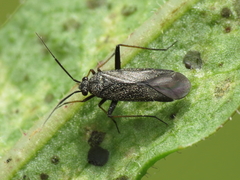 Orthocephalus saltator