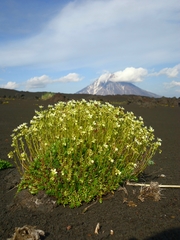 Saxifraga bronchialis funstonii