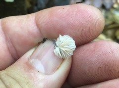 Campanella junghuhnii