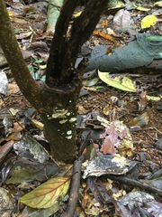 Campanella junghuhnii