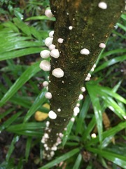 Campanella junghuhnii