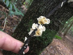 Campanella junghuhnii