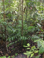 Campanella junghuhnii