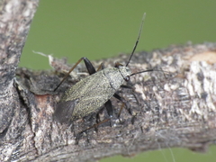 Orthocephalus saltator