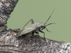 Orthocephalus saltator