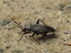 Orthocephalus saltator