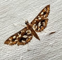 Nausinoe