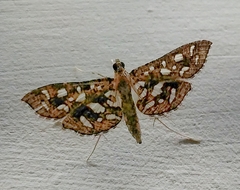 Nausinoe