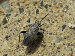 Orthocephalus saltator