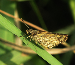 Ampittia dioscorides camertes