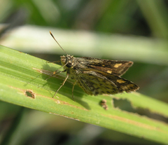 Ampittia dioscorides camertes