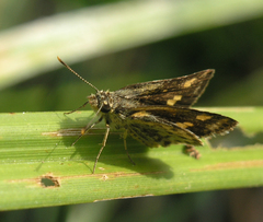 Ampittia dioscorides camertes