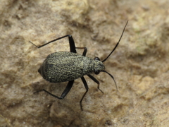 Orthocephalus saltator