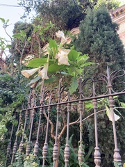 Brugmansia arborea