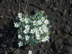 Stellaria eschscholtziana