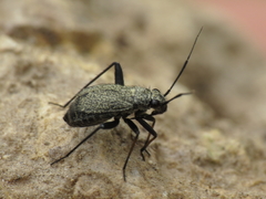 Orthocephalus saltator