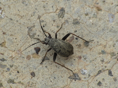 Orthocephalus saltator