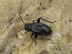 Orthocephalus saltator